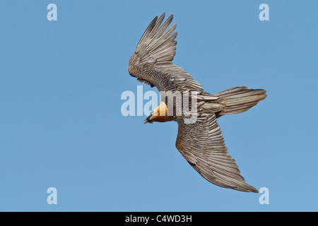 Bartgeier, bärtigen Geier, (sollten Barbatus), Erwachsene, Drosophila, Pyrenäen, Spanien. Stockfoto