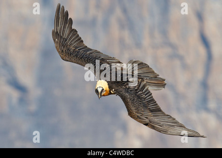 Bartgeier, bärtigen Geier, (sollten Barbatus), Erwachsene, Drosophila, Pyrenäen, Spanien. Stockfoto