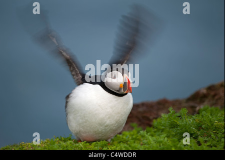 Atlantic Papageitaucher Fratercula Arctica Sumburgh Head Zucht Juli Shetland Isles SCO 7296 Stockfoto