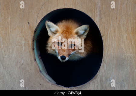 Eine Rotfuchs, spähte aus seiner Heimat im Eco-Museum, Ste Anne de Bellevue, Quebec, Kanada. Stockfoto