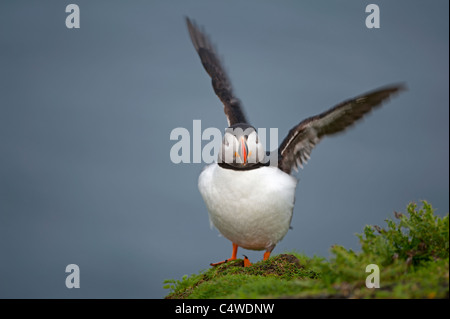 Atlantic Papageitaucher Fratercula Arctica Sumburgh Head Zucht Juli Shetland Isles SCO 7300 Stockfoto