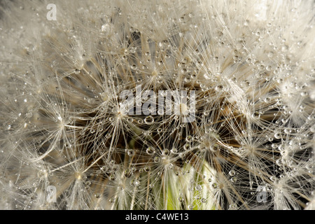 Fallschirme oder Pappus ein Löwenzahn (Taraxacum Officinale) bedeckt mit feinen Nebeltröpfchen Stockfoto