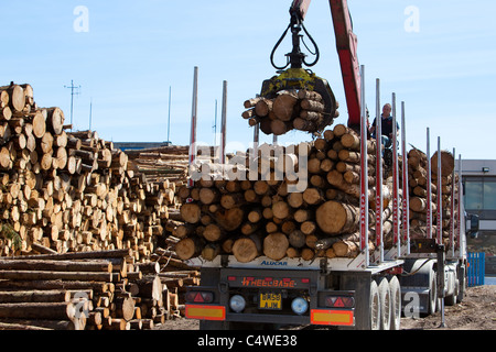 Holzfällerindustrie Stapeln von Holz, das aus lokalen Wäldern geschnitten wurde und auf den Export am Kai wartet, in Montrose Docks Scotland UK Stockfoto