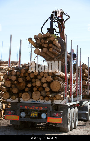 Holzfällerindustrie Stapeln von Holz, das aus lokalen Wäldern geschnitten wurde und auf den Export am Kai wartet, in Montrose Docks Scotland UK Stockfoto