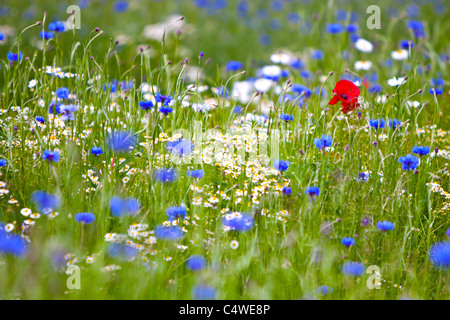 Kornblumen, Oxeye Margeriten und Mohn in Wildblumen Wiese, England, UK Stockfoto