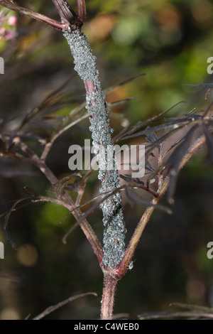 Kolonie von elder Blattläuse (Aphis Ort) auf Sambucus Nigra "Schwarze Spitze" Stamm Stockfoto