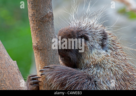 Nahaufnahme von einem kanadischen Stachelschwein. Stockfoto