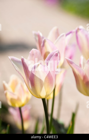 Tulipa 'Elegante Lady', Lily-Flowered Tulpen in voller Blüte Stockfoto