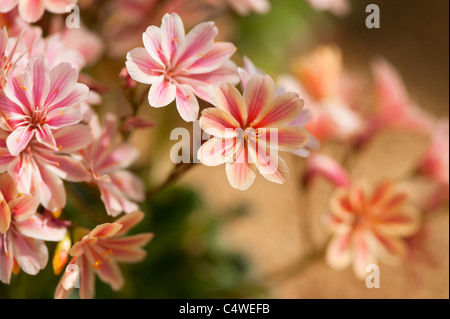 Lewisia Cotyledon Hybrid in Blüte Stockfoto