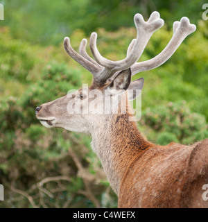 Ein junges Rothirsch (Cervus Elaphus) Hirsch mit unpointed Filz bedeckt Geweih, gesehen in der Nähe von Broadway Tower, Worcestershire, UK. Stockfoto