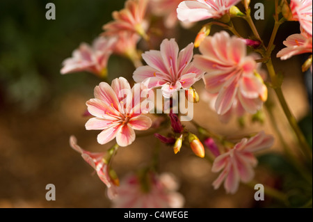 Lewisia Cotyledon Hybrid in Blüte Stockfoto