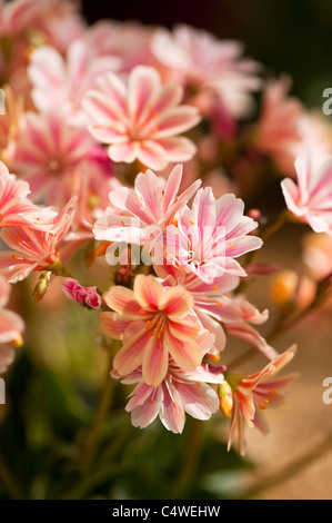 Lewisia Cotyledon Hybrid in Blüte Stockfoto