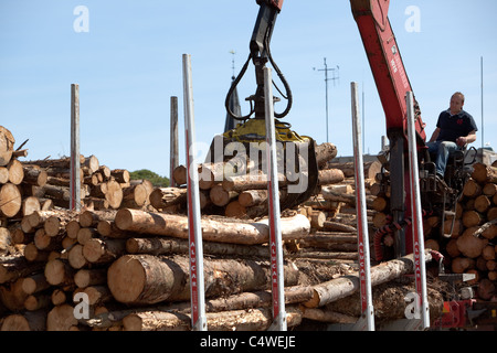 Holzfällerindustrie Stapeln von Holz, das aus lokalen Wäldern geschnitten wurde und auf den Export am Kai wartet, in Montrose Docks Scotland UK Stockfoto