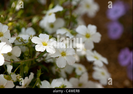 Arenaria Montana in Blüte Stockfoto