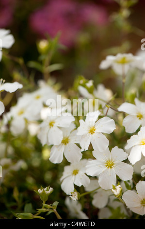 Arenaria Montana in Blüte Stockfoto