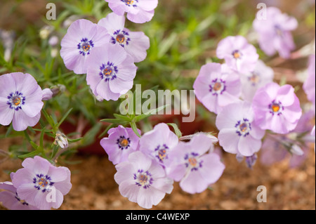 Phlox Douglasii 'Ronsdorfer Schöne' in Blüte Stockfoto