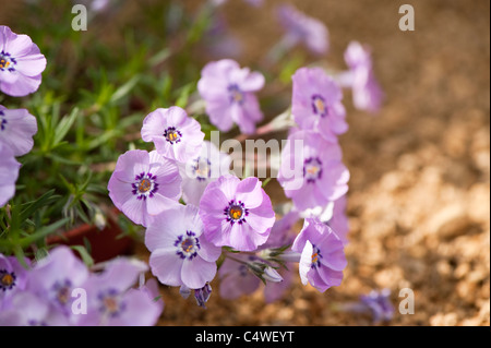 Phlox Douglasii 'Ronsdorfer Schöne' in Blüte Stockfoto