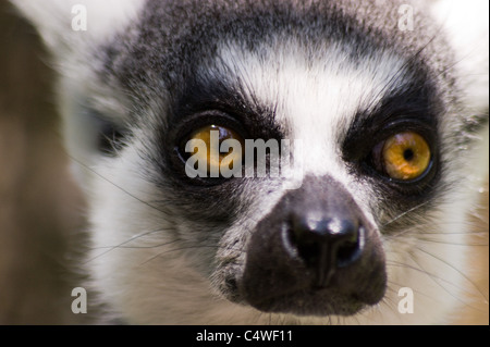 FLÄCHENANSICHT RING TAILED MADAGASKAR LEMUREN MIT SCHÖNEN GELBEN AUGEN Stockfoto