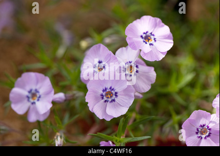 Phlox Douglasii 'Ronsdorfer Schöne' in Blüte Stockfoto