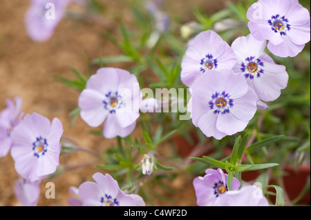 Phlox Douglasii 'Ronsdorfer Schöne' in Blüte Stockfoto