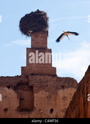 Ein Storch fliegt aus seinem Nest auf den Mauern des Palais El Badii. Marrakesch, Marokko. Stockfoto
