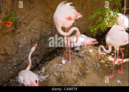 ROSA FLAMINGOS, DIE SITZEN AUF IHREN NESTERN ONE HAT EIN EI ZU IHREN FÜßEN Stockfoto