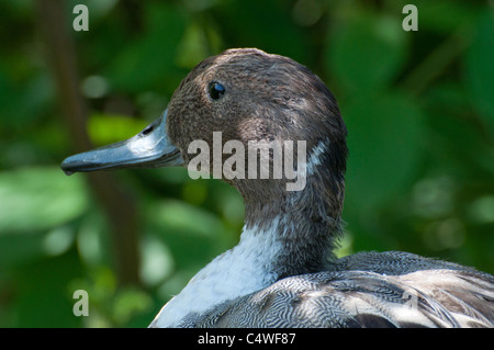 Nahaufnahme einer nördlichen Pintail Ente. Stockfoto