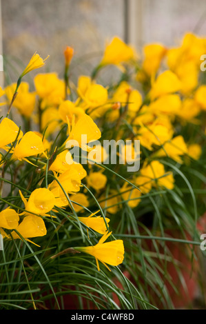 Narcissus Bulbocodium "Goldenen Glocken-Gruppe" in der Blume Stockfoto