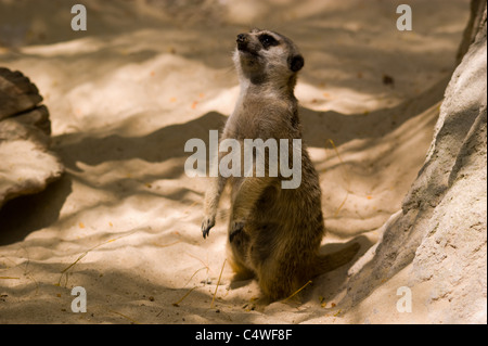 NEUGIERIGE ERDMÄNNCHEN AUF WACHE IM SAND Stockfoto