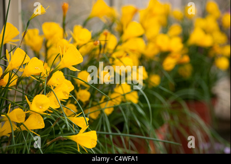 Narcissus Bulbocodium "Goldenen Glocken-Gruppe" in der Blume Stockfoto