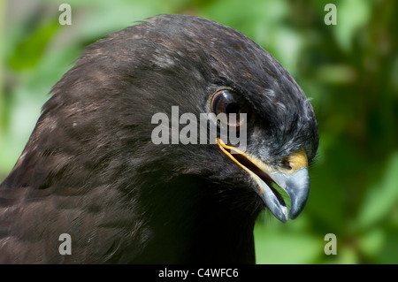 Eine Nahaufnahme eines rau – Dreibein Falken. Stockfoto