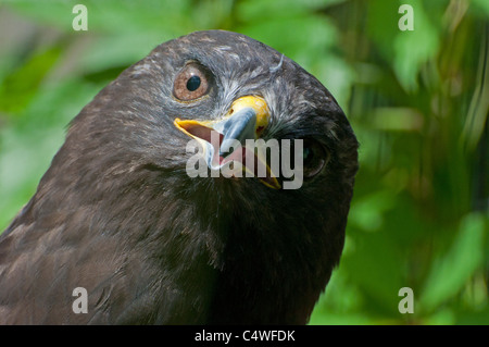 Eine Nahaufnahme eines rau – Dreibein Falken. Stockfoto