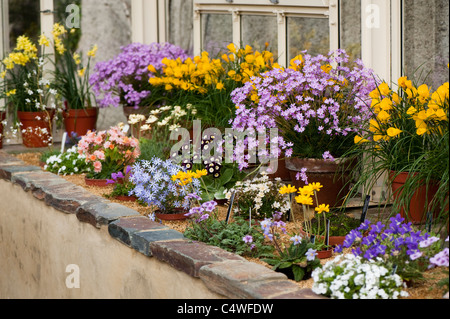 Blumen in der alpinen Gewächshaus an RHS Rosemoor, Devon, England, Vereinigtes Königreich Stockfoto