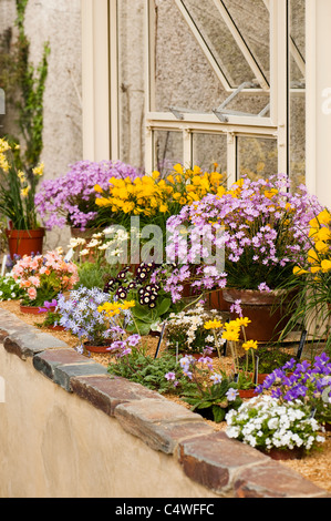 Blumen in der alpinen Gewächshaus an RHS Rosemoor, Devon, England, Vereinigtes Königreich Stockfoto