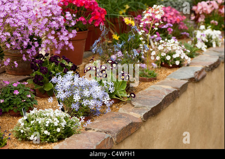 Blumen in der alpinen Gewächshaus an RHS Rosemoor, Devon, England, Vereinigtes Königreich Stockfoto