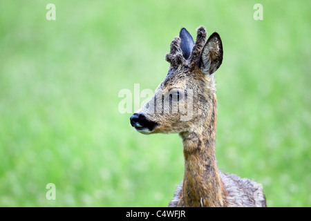 Reh; Capreolus Capreolus; Schottland Stockfoto