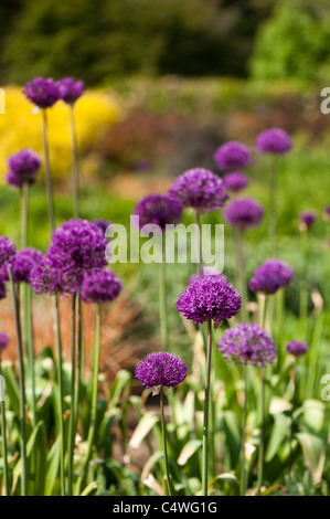Allium Hollandicum 'Purple Sensation' in Blüte Stockfoto