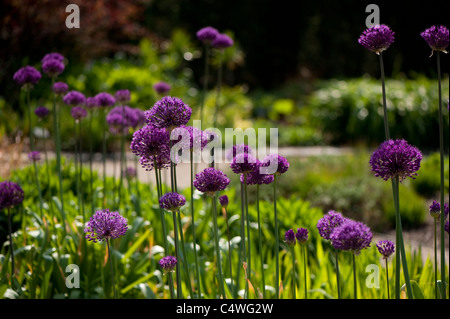 Hollandicum Allium 'Purple Sensation' in Blüte in The Hot Garden, RHS Rosemoor, Devon, England, United Kingdom Stockfoto