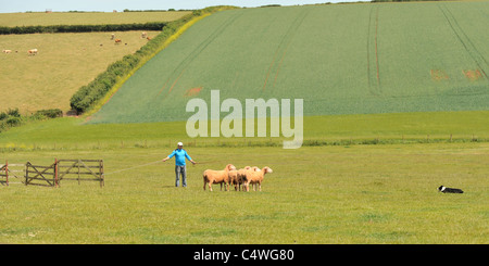 Sheepdog trials Stockfoto