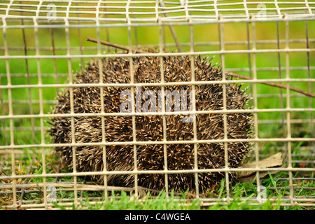 Igel gefangen in einem Käfig Falle Stockfoto