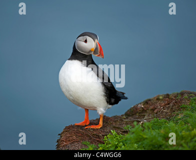 Atlantic Papageitaucher Fratercula Arctica Sumburgh Head Zucht Juli Shetland Isles SCO 7306 Stockfoto