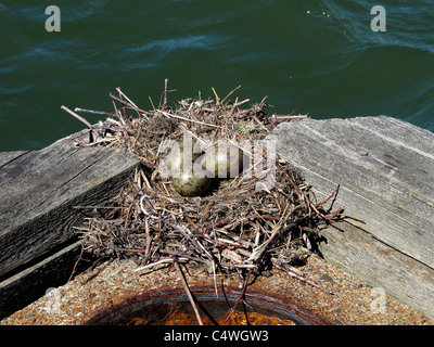 Scandinavia Finnland finnische Naantali Alter Stadt Vogel nest mit Eiern am Ostsee-Hafen Stockfoto