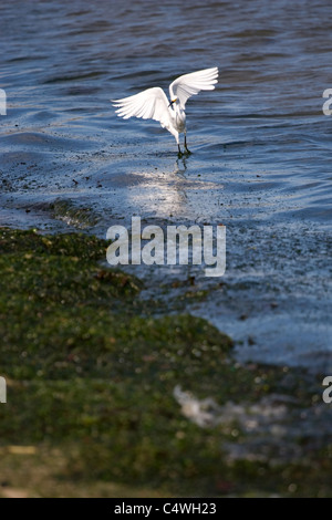 Ein Silberreiher Snowy Vogel seine Flügel am Strand ausbreitet. Stockfoto