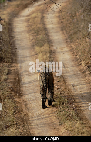 Tiger auf dem Feldweg des Waldes im Ranthambore Tiger Reserve, Rajasthan, Indien. (Panthera Tigris) Stockfoto