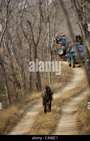 Ein Bengal Tiger bewegen und wie ein Tourist in Safari beobachten und zu fotografieren im Ranthambore Tiger Reserve (Panthera Tigris) Stockfoto