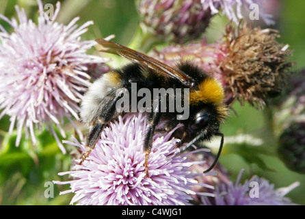 Gypsy Kuckuck Hummel, Bombus Bohemicus, Apinae, Apidae, Apoidea, Taillenwespen, Hymenoptera. Sy Psithyrus Bohemicus. Stockfoto