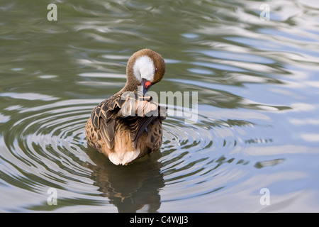 Größere weiße Wangen Pintail, Anas Bahamensis Bahamensis, putzen Stockfoto