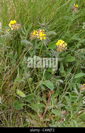 Niere Wicke, Anthyllis Vulneraria, Fabaceae. Cape Cornwall, UK. Stockfoto