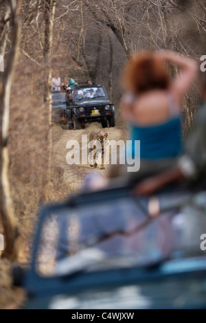 Ein Bengal Tiger zu Fuß zwischen den Safaris auf der Dschungel-Strecke und Touristen fotografieren im Ranthambore, Indien. Stockfoto