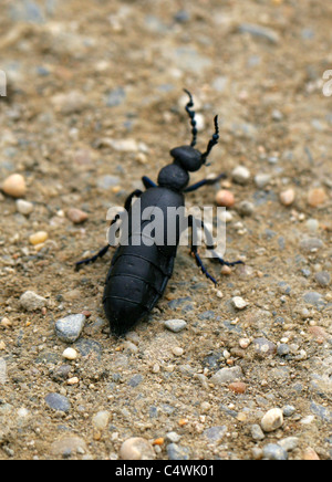 Öl-Käfer, Coleoptera, Meloe proscarabaeus, Meloidae. Männlich. Stockfoto